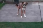 Blind Dog Plays Catch With A Little Help From Its Owner