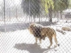 Lion Roaring, Shambala Big Cat Preserve, Acton, CA