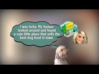 Best Food For Small Dogs| 604-846-3647 |Chilliwack|Healthy Dog Food|NaturalDog Food|Pet Supply