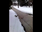 Girl Feeds Squirrel (Cute)