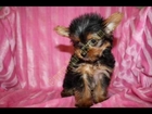 Tiny Teacup Yorkies, Maltese & Pomeranian Puppies Available Now