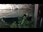 Horned Puffin (aquatic bird) chasing a girl at Monterey Bay Aquarium