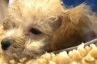 Puppy Rescued from Trash Dump