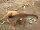 Monkey Playing with a Dog