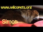 Adopt Simon at the Williamson County Regional Animal Shelter