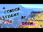 The Andean CONDORS In The DEEPEST Colca Canyon, PERU | Things To Do In Peru