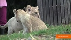 Maryland Zoo Needs Help Naming Adorable Lion Cubs
