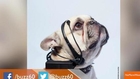 New Device Lets You Hear What Dogs Are Really Thinking