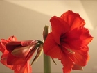 Cool Time Lapse of Blooming Flower