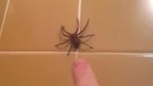 Nunca tente mexer com uma aranha no banheiro