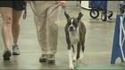 Dogs show off obedience skills