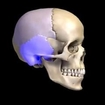 skull bones [ Human Anatomy ]