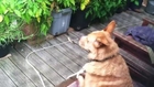 Cecil the dog hears different wolves howling and nails the responses! Funny and so cute one!